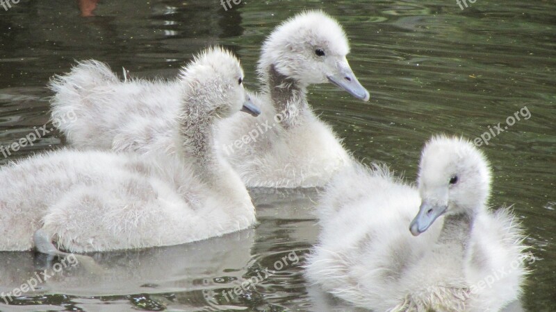 Cygnet Down Feathers Water Birds Free Photos