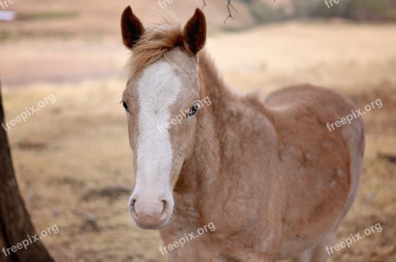 Animal Horse Meng Chong Free Photos