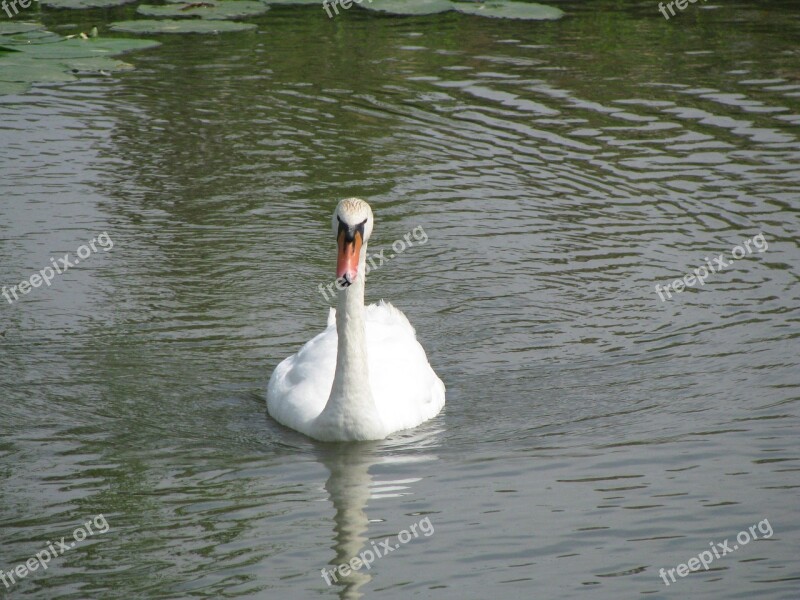 White Swan Swan Bird Floating Feathers