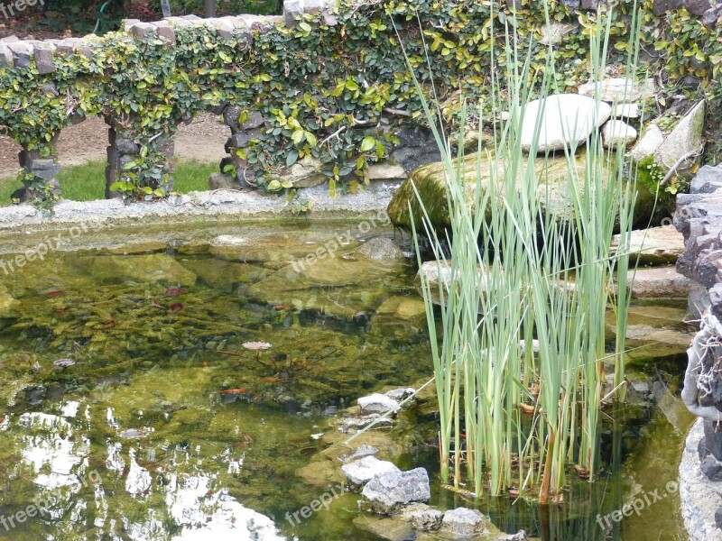 Pond Fish Pond Water Stone Wall Ivy