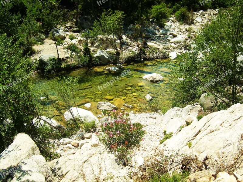 Creek Transparent Water Green Vegetation Rock