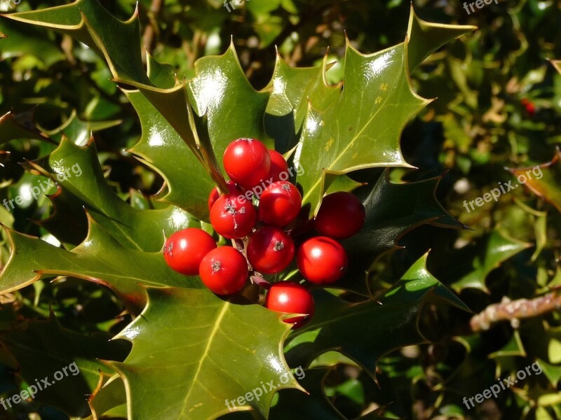 Holly Berries Mountain Vegetation Free Photos