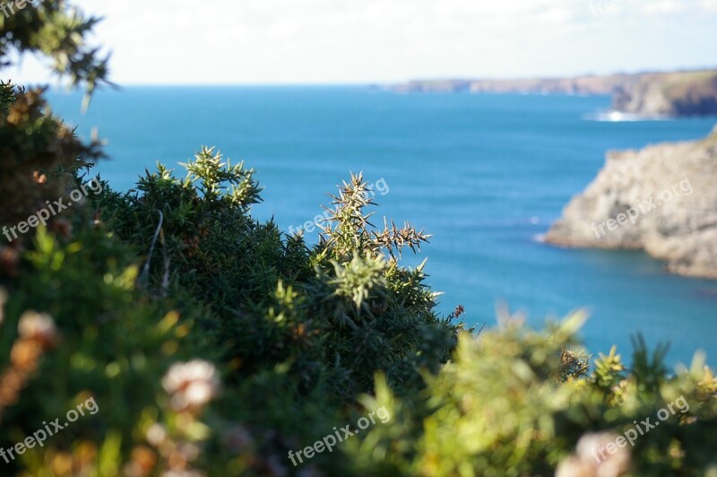 Gorse Sea Brittany Free Photos