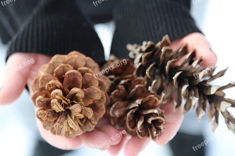 Winter Snow Pine Comb Nature