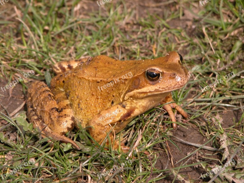 Toad Animal Nature Frog Eyes