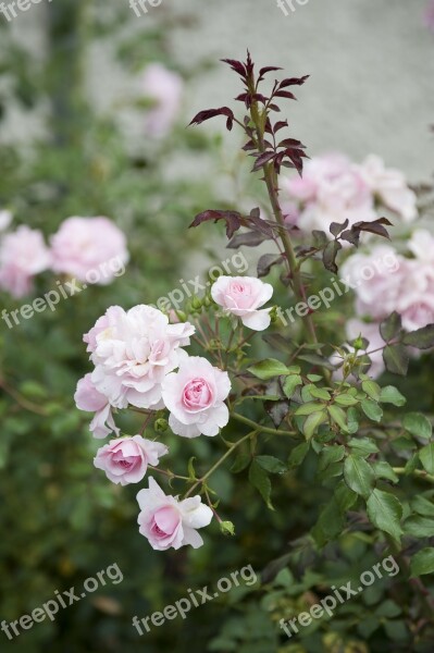 Roses Bush Wild Rose Blossom Bloom