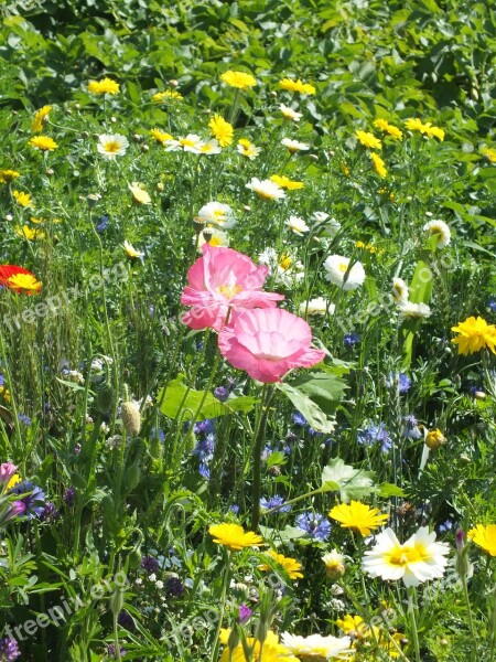 Flower Field Plant Agriculture Garden