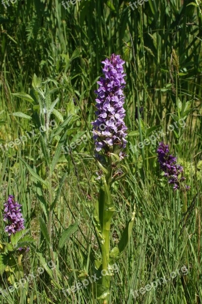 Purple Flower Orchid Nature Botanical Natural