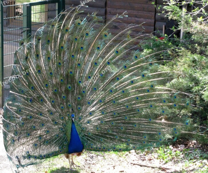 Peacock Beat Rad Strut Peacock Feathers Courtship Ritual