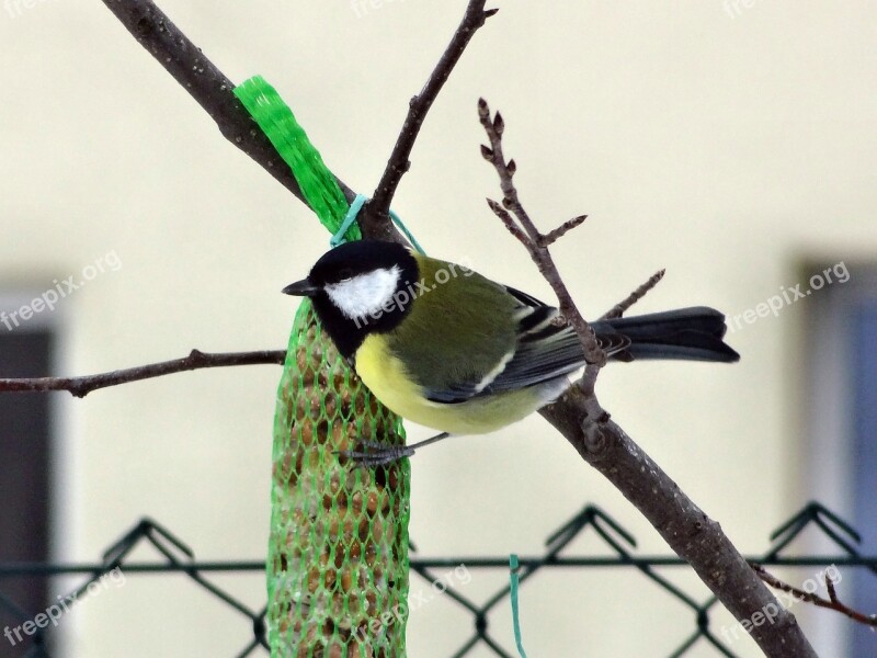 Tit Bird Bird Seed Claws Out Free Photos