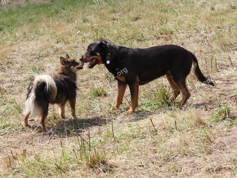 Dogs Pet Taster Play Two Dogs