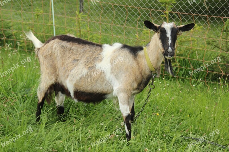 Goat Mammal Domestic Goat Animal World Animal