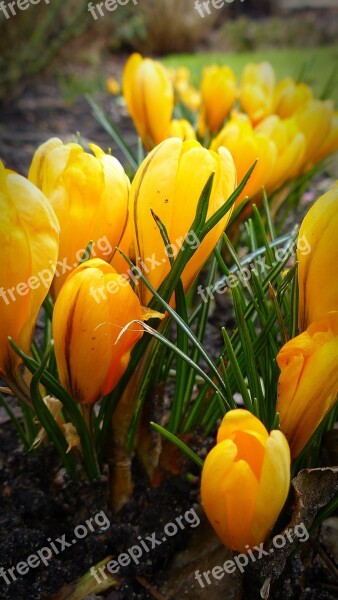 Crocus Flower Plant Yellow Blossom