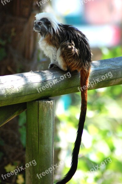 Monkey Zoo Animals Nature Rest