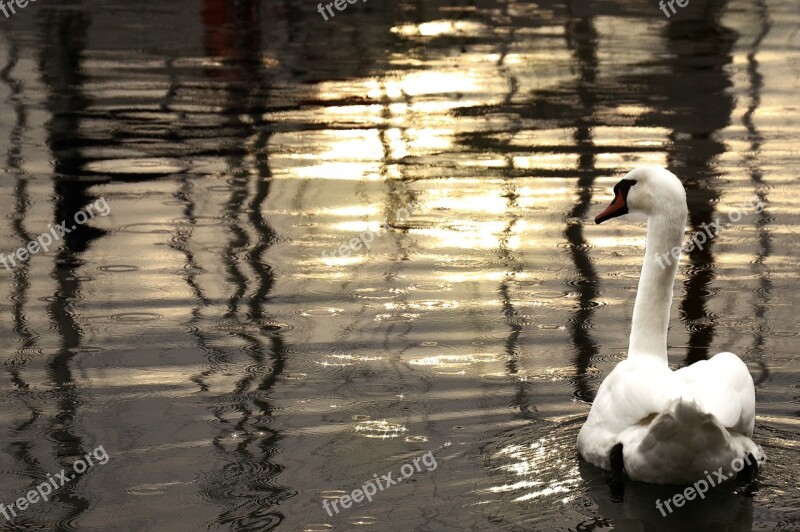 Swan Sea Sunset Bird White