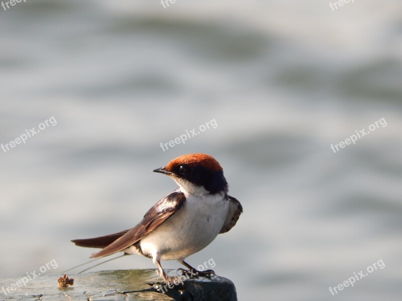 Bird Red Lake Animals Red Head