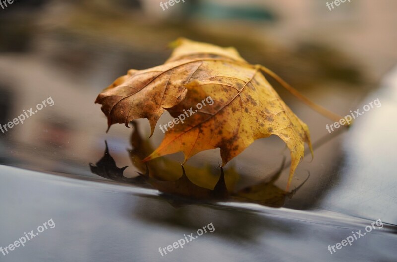 Leaf Autumn Autumn Leaf Fall Foliage Leaves