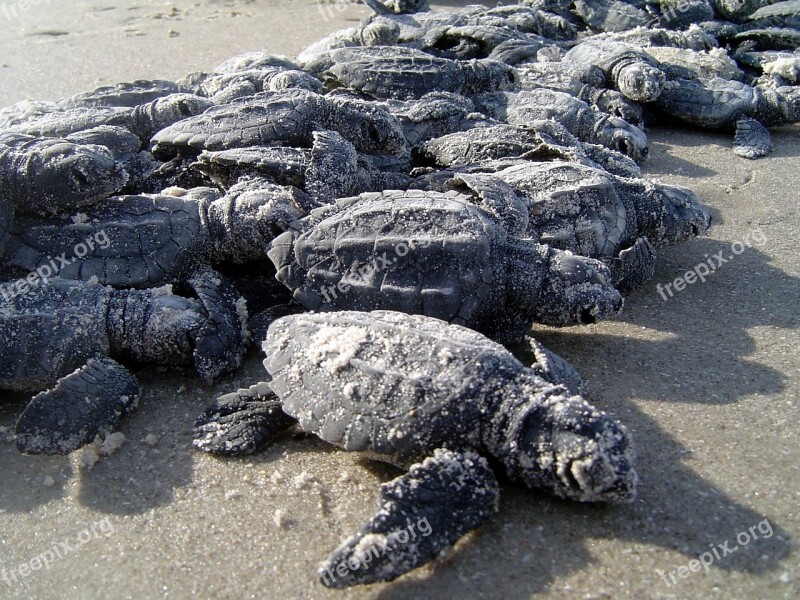 Sea Turtles Hatchlings Sand Beach Wildlife