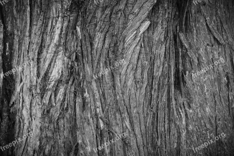 Bark Tree Texture Close Up Wood