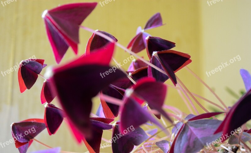 Oxalis Plant Flower Petals Flora