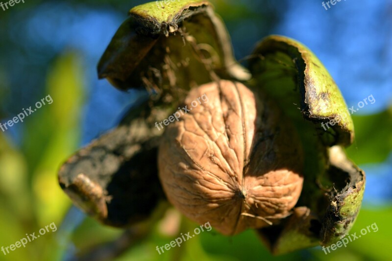 Walnut Shell Nuts Free Photos