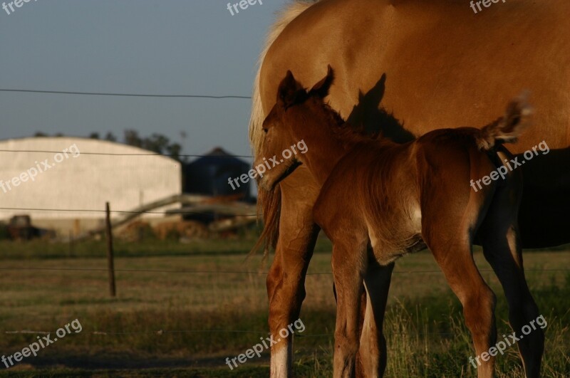 Potrillo Horse Animal Nature Ranch