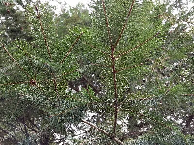 Pine Tree Pine Tree Nature Green