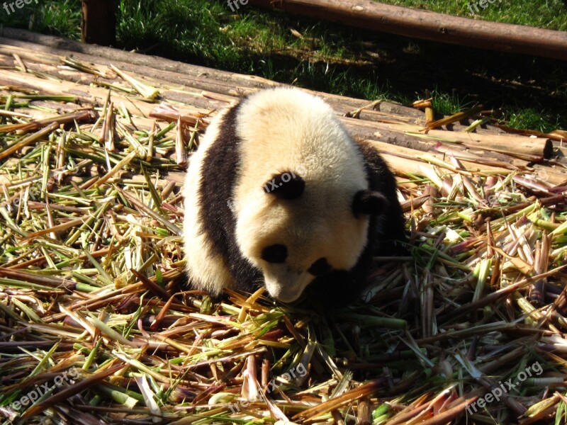 Panda Sichuan Moe Free Photos