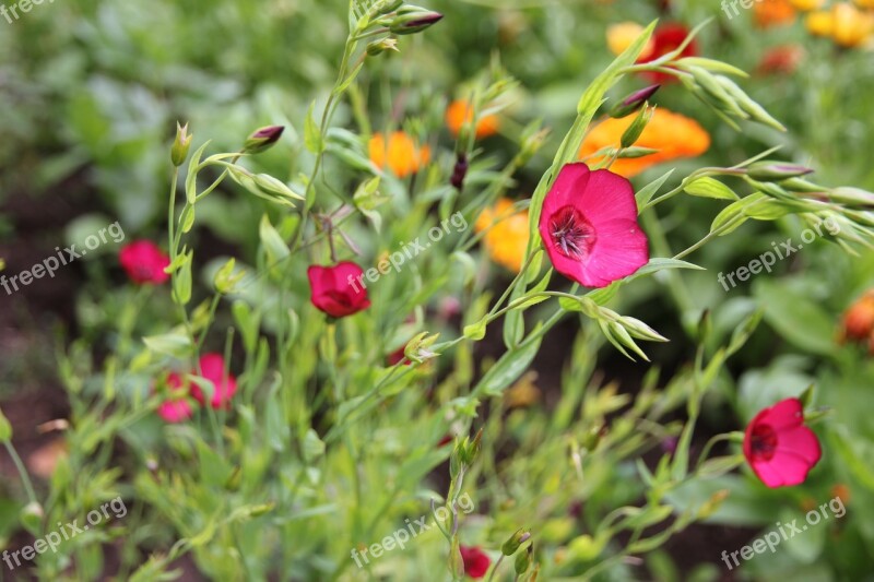 Flowers Summer Greens Nature Dacha