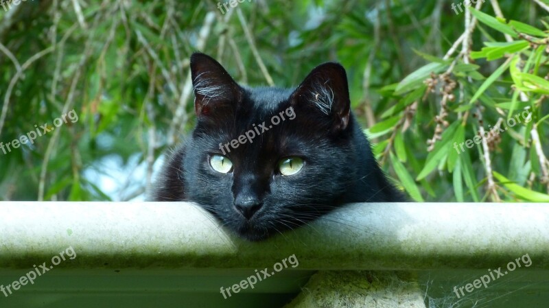 Black Cat Eyes Kitty Free Photos