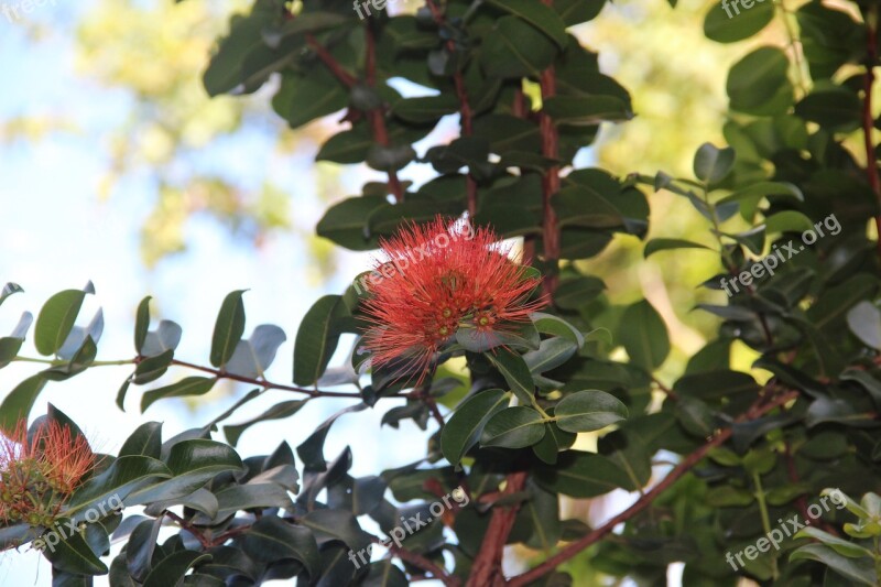 Flower Tropical Nature Red Hawaiian