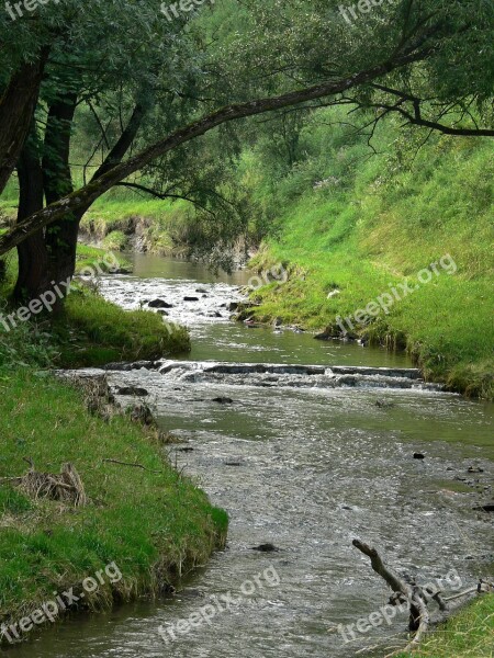 Nature Scenery Landscape Natural Forest