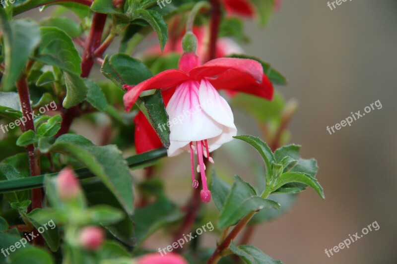 Flowers Garden Bell Red Flower