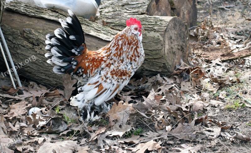 Rooster Cockerel Bantam Feather Leaves