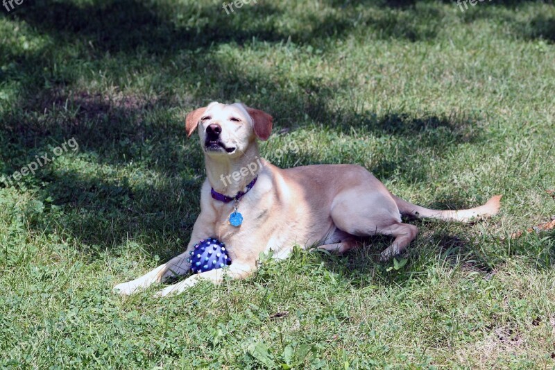 Dog Rescue Ball Golden Retriever