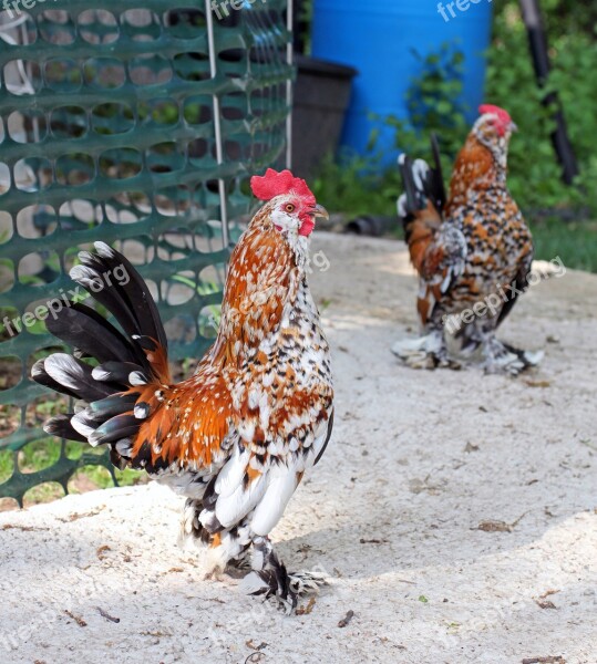 Rooster Cockerel Pair Bantam Black