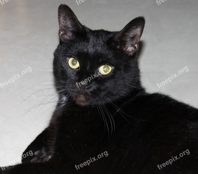 Black Pet Domestic Cat Yellow