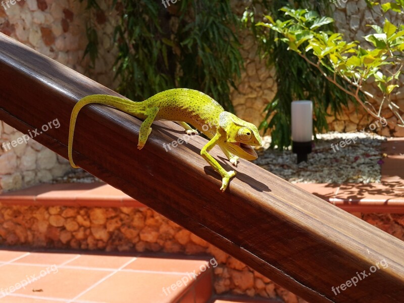 The Lizard Zanzibar Exotica Free Photos