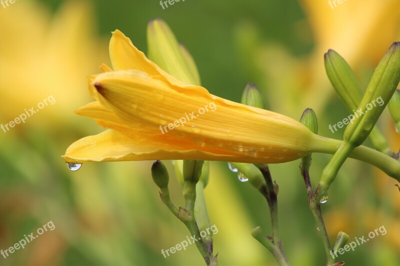 Lily Yellow Flower Easter Drop Of Water Nature