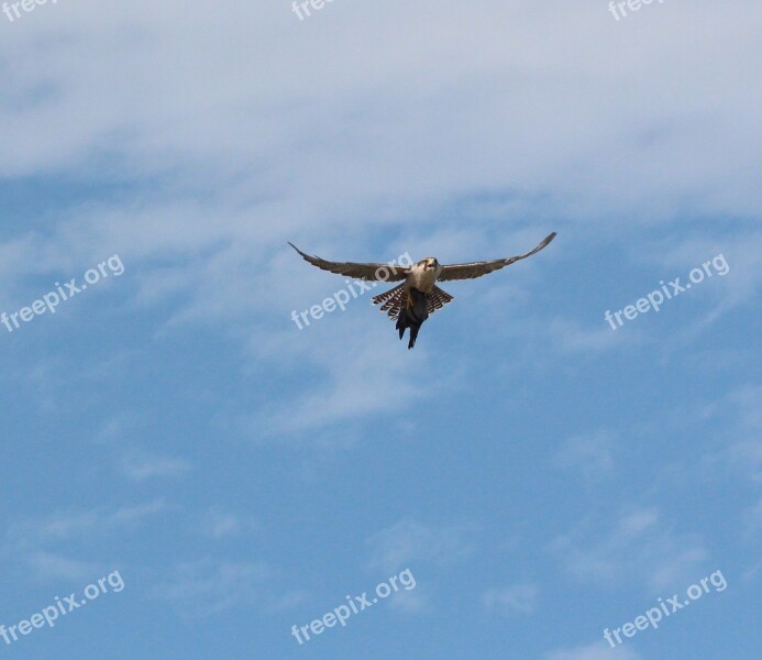 Bird Of Prey Bird Nature Hawk Wild