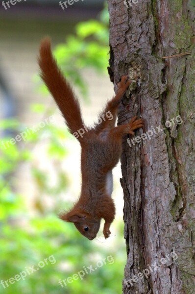 Squirrel Tree Cute Animal Climb