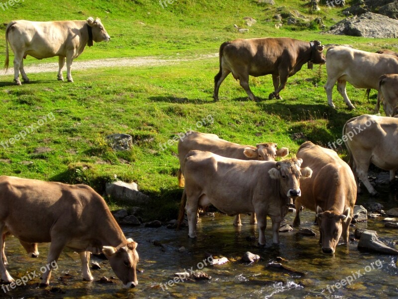 Prado Prairie Livestock Cow Pastures