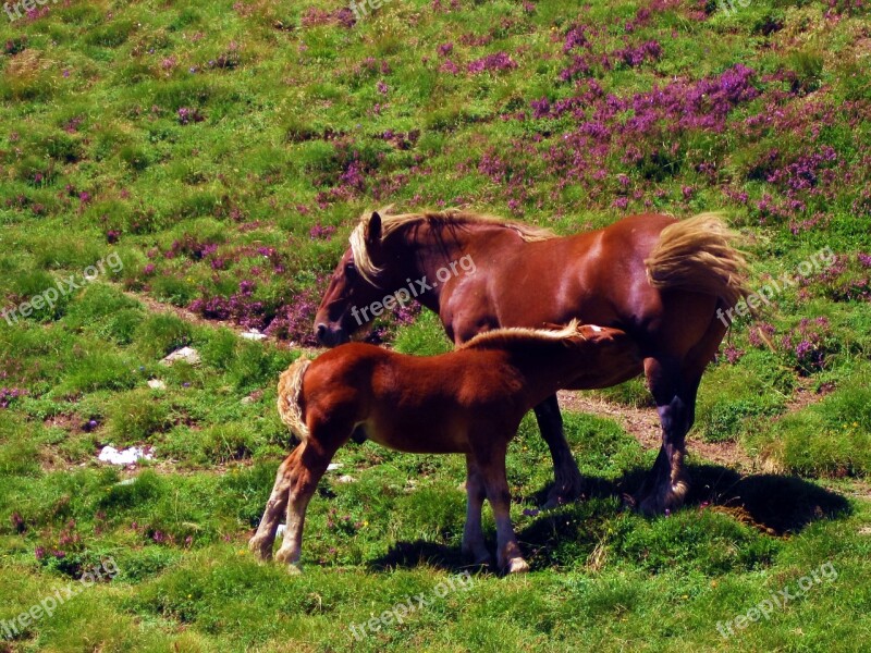 Horses Prado Prairie Green Nature