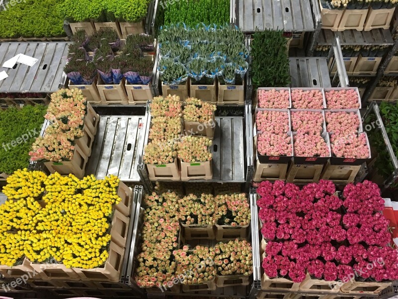 Flowers Flower Auction Holland Netherlands Bunch Of Flowers