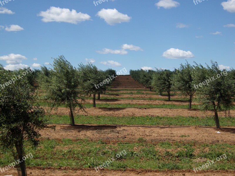 Olive Trees Portugal Alentejo Olive Grove Olive Tree