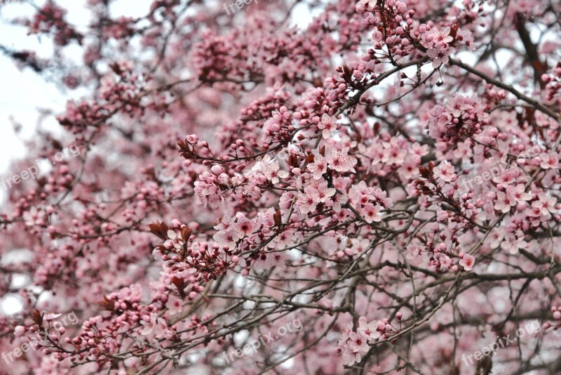 Flowers Spring Blossom Buds Bloom