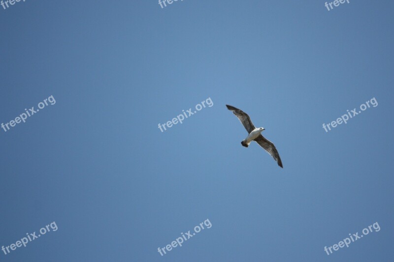 Bird Sky Gull Animal Profile