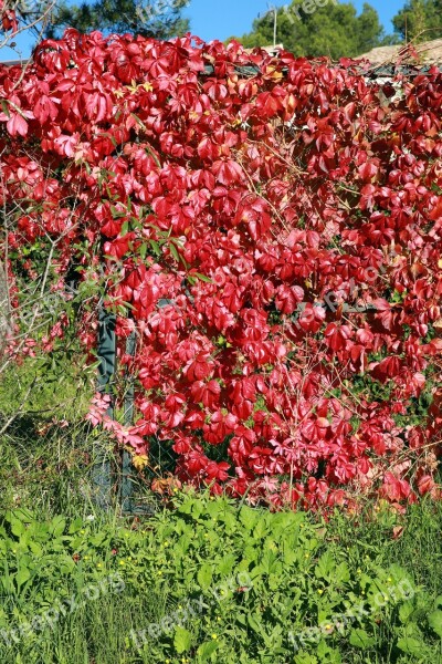 Fall Foliage Nature Leaves Autumn Landscape