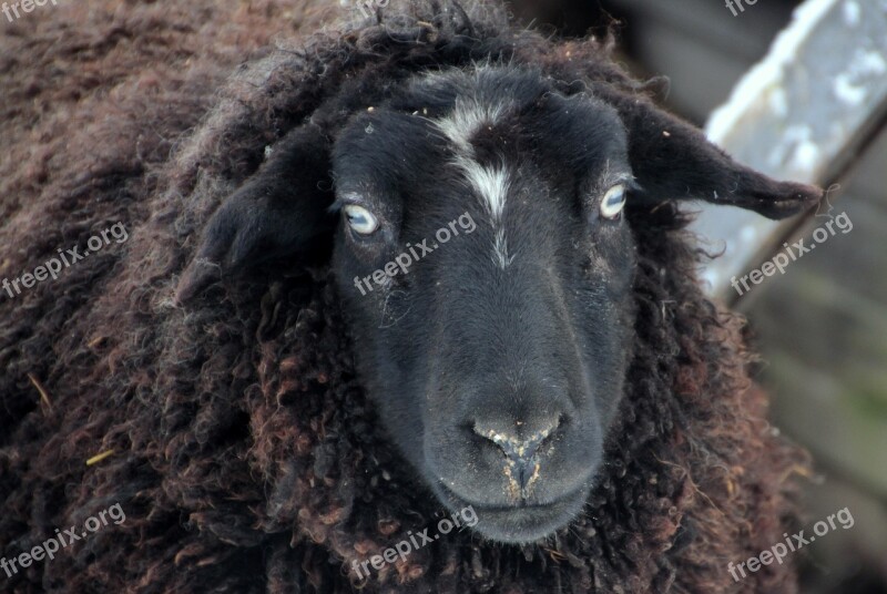 Sheep Black Wool Animals Sheep Face