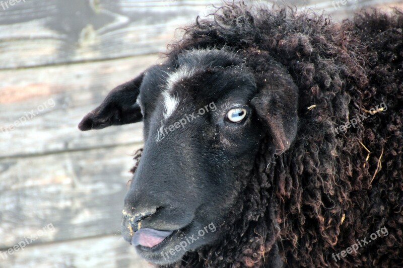 Sheep Black Wool Animal Animals